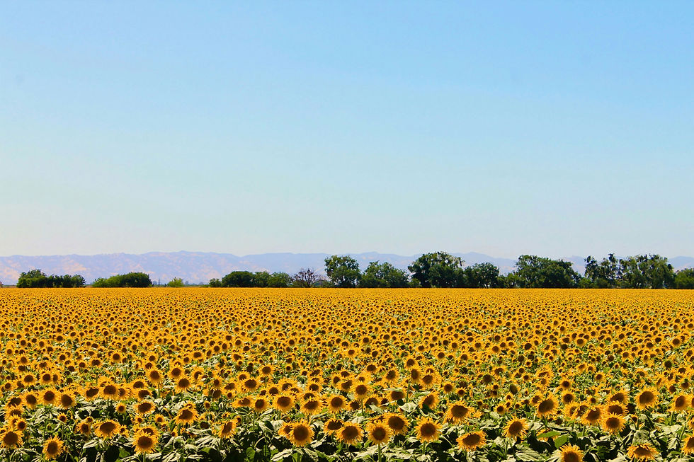 Vast Sunflower Field