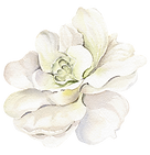 Watercolor White Flower