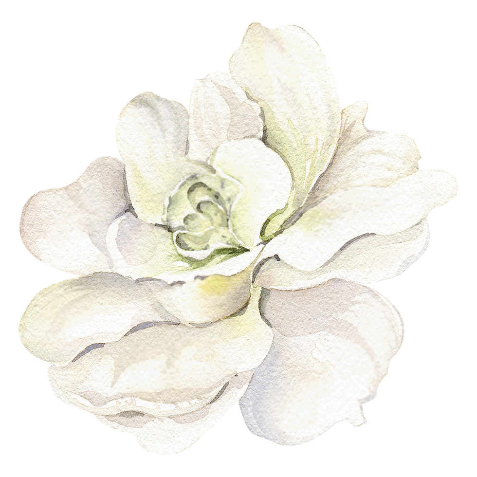 Watercolor White Flower