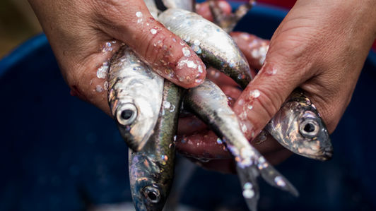 A selection of fresh fish on ice, highlighting bright eyes and shiny, taut skin.