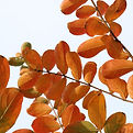Orange Autumn Leaves