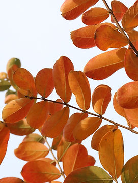 Brown Leaves