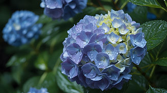 Lila Hortensienblüte