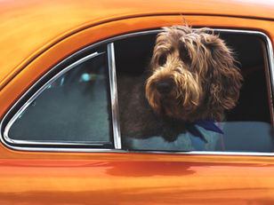 What to pack for your dog for the holiday