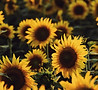 Sonnenblumen