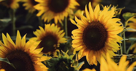 Sunflowers