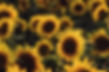 Sonnenblumen