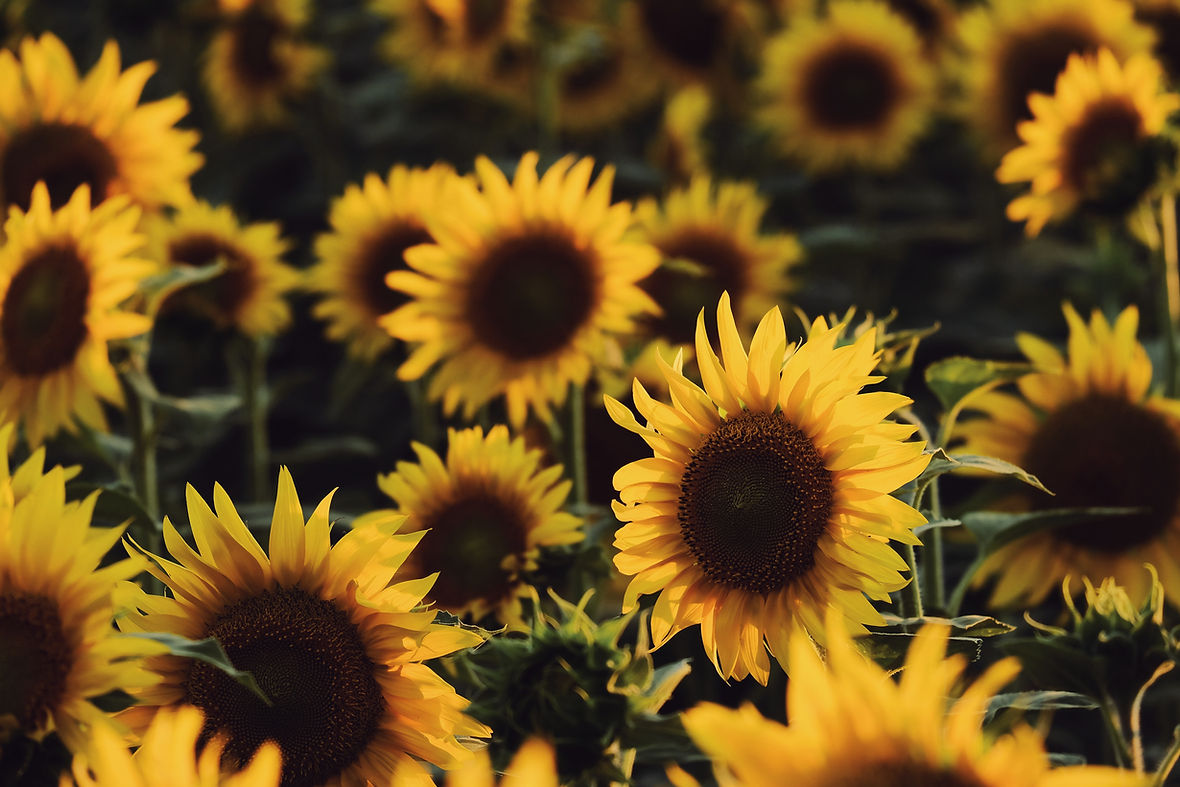 zonnebloemen