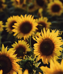 Girasoles