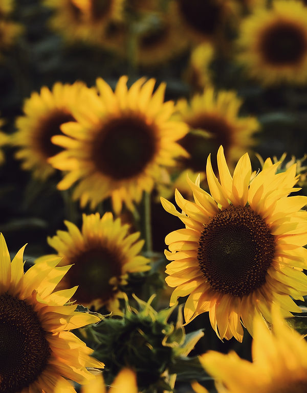 Sunflowers