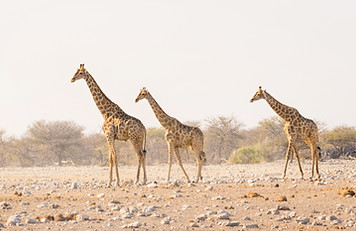 Herd of Giraffes