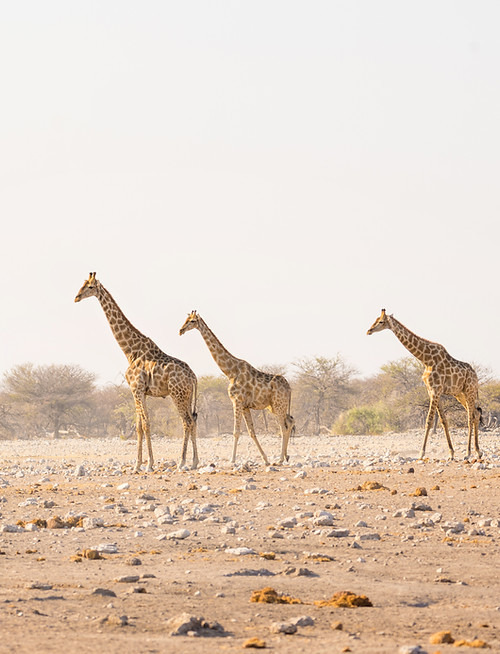 Herd of Giraffes