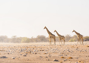 Three Giraffes Walking