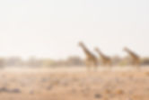 Three Giraffes Walking