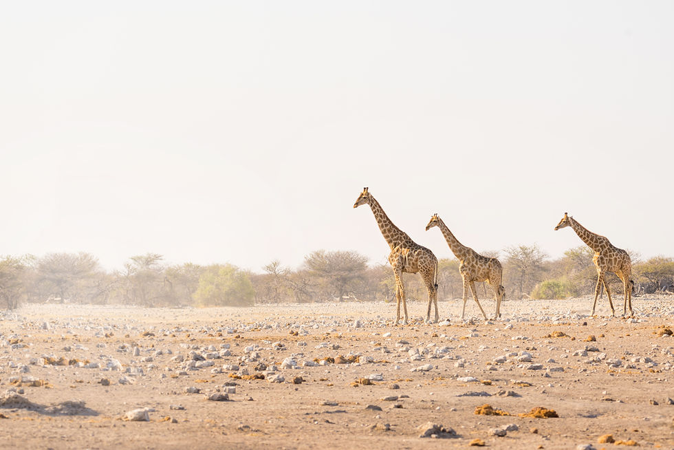 Three Giraffes Walking