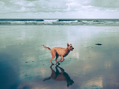 Dog at the Beach
