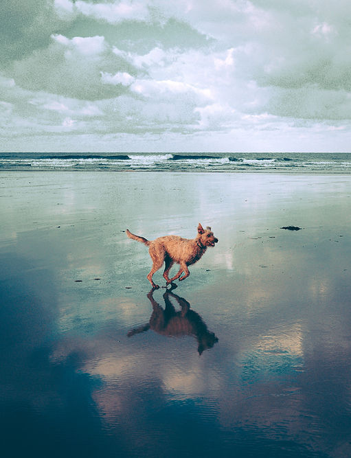 Picture of dog running on the beach