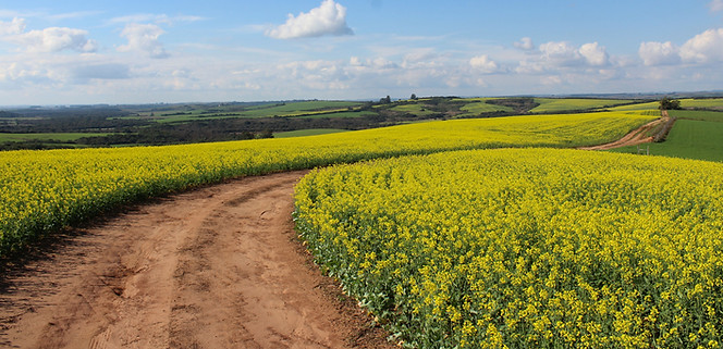 Countryside Road