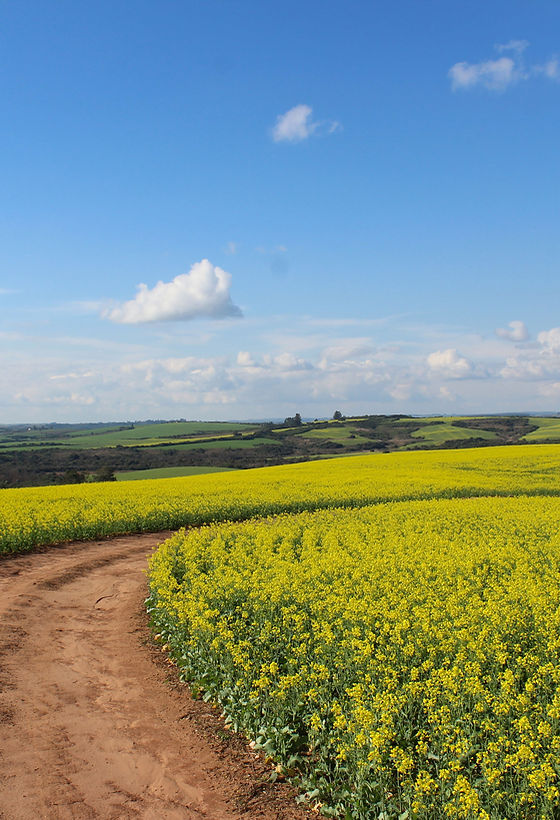 Route de campagne