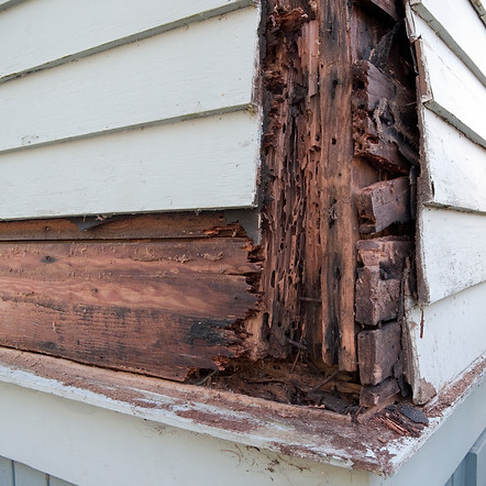 Termite damage and wood rot showing beneath siding. 3rd in a series