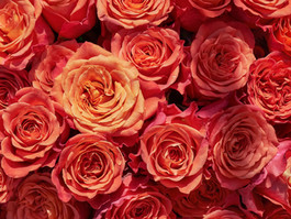 Marriage Proposal Melbourne | roses