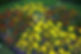 yellow Garden flowers