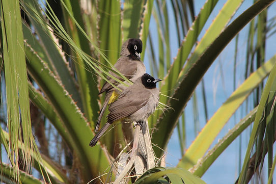 Two Birds Perched