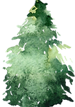 Watercolor Pine Tree