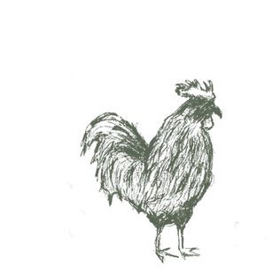 chicken rooster petting farm
