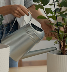 Watering Indoor Plants