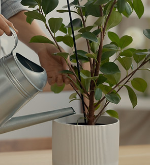 Watering House Plants