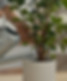 Watering House Plants