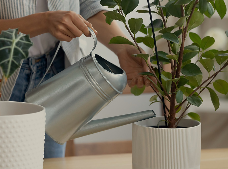 Watering house Plants