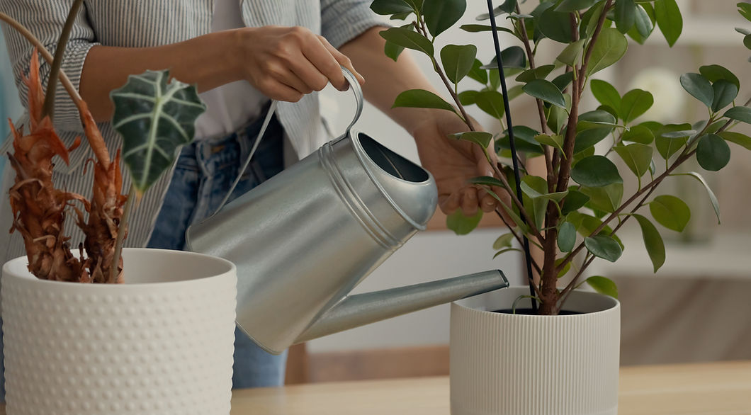 Watering House Plants