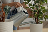 Watering House Plants