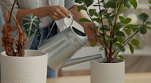 Watering House Plants