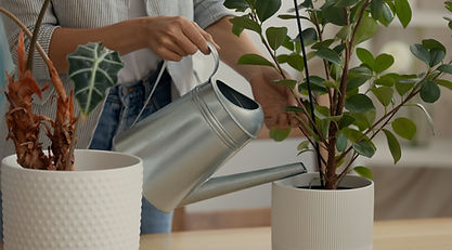 Watering House Plants