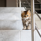 Kitten on the Stairs