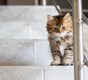 Kitten on the Stairs