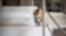 Kitten on the Stairs