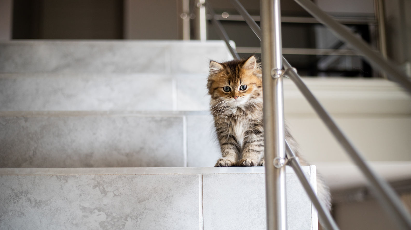 Chaton dans les escaliers