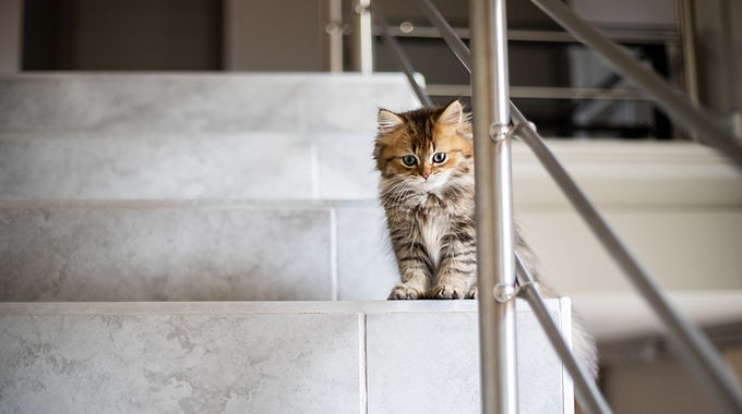 Kitten on the Stairs