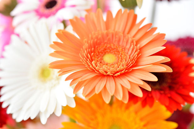 綺麗な花ガーベラのフラワーアレンジメント。