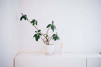 Plant in witte pot