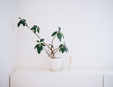 Plant in White Pot