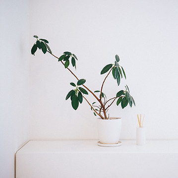 Plant in White Pot