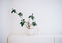 Plant in White Pot