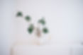 Plant in White Pot