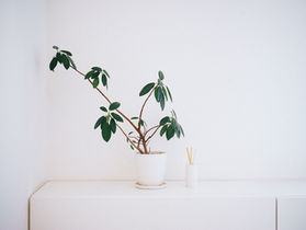 Pourquoi mettre des plantes dans sa chambre?