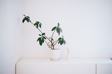Plant in White Pot